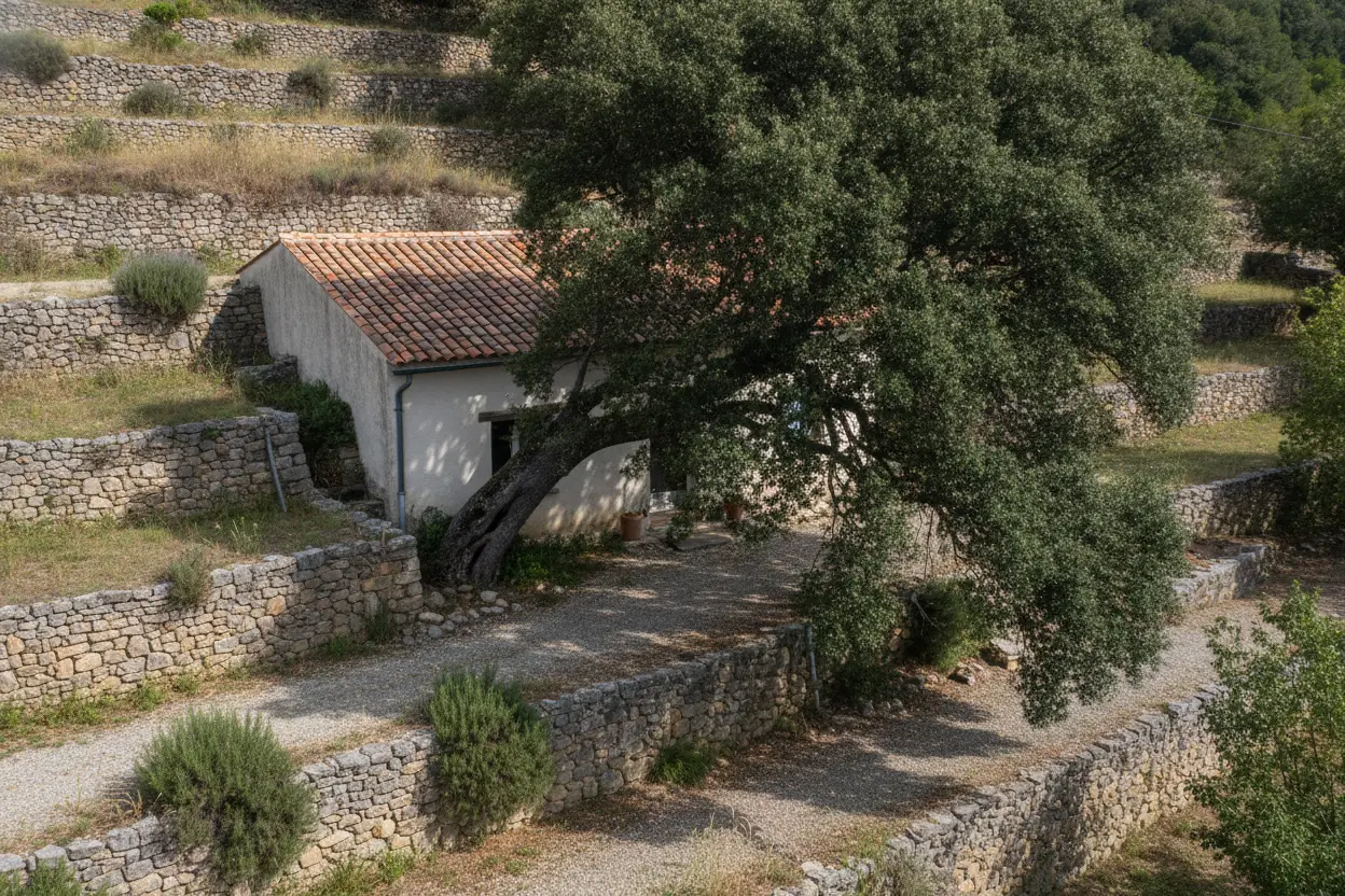 Grand chêne vert incliné au-dessus d'une toiture dans un jardin en restanques à Alès